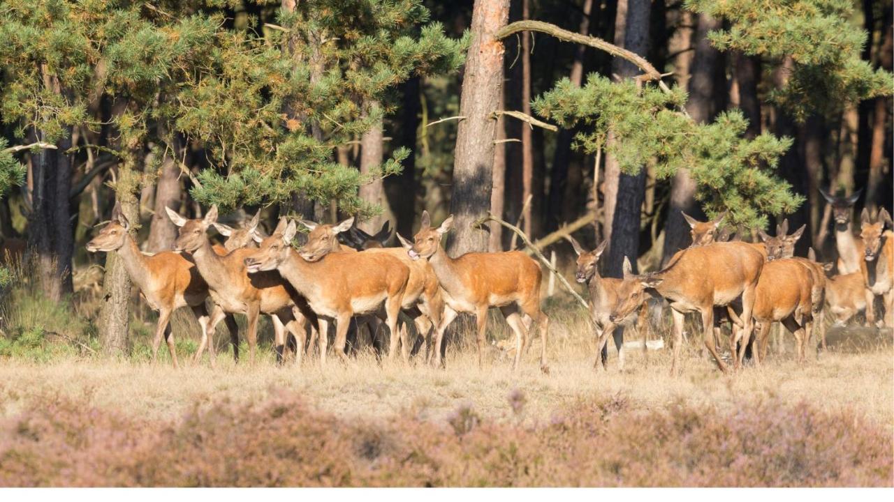 Stayatsas Tiny House Julia In De Bossen Op De Veluwe! Epe Εξωτερικό φωτογραφία